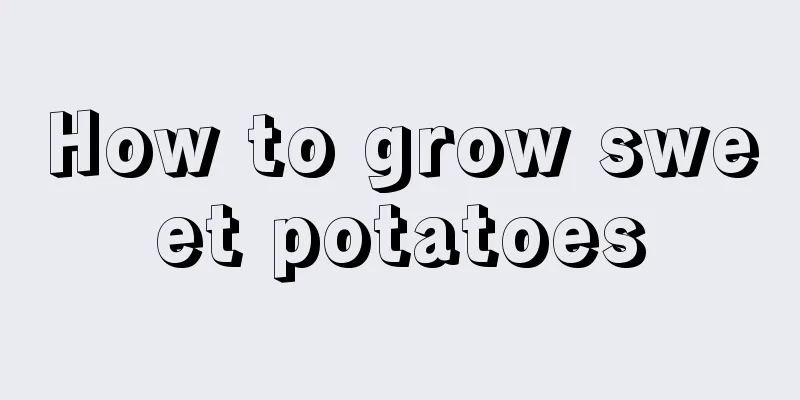 How to grow sweet potatoes