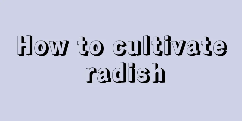 How to cultivate radish