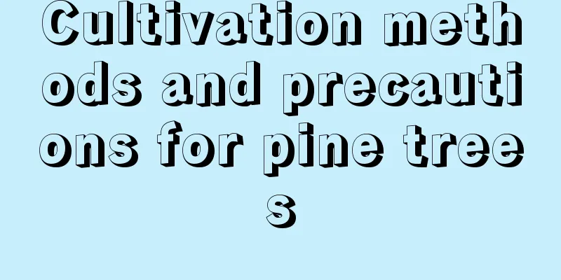 Cultivation methods and precautions for pine trees