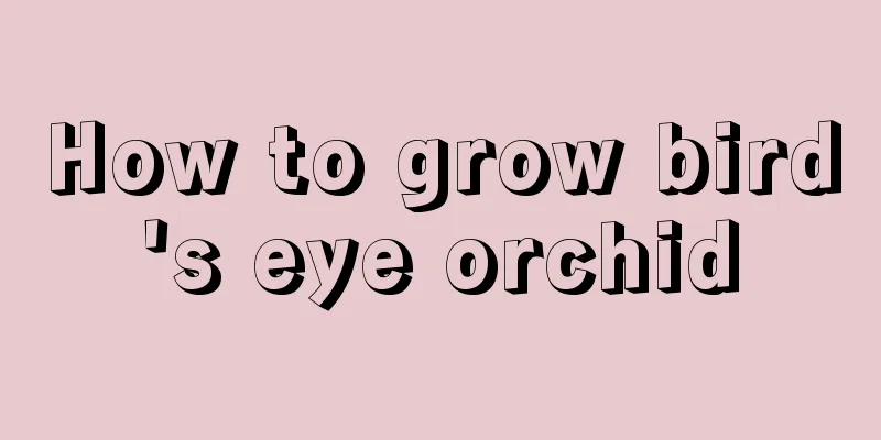 How to grow bird's eye orchid