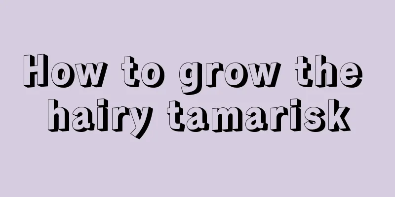 How to grow the hairy tamarisk