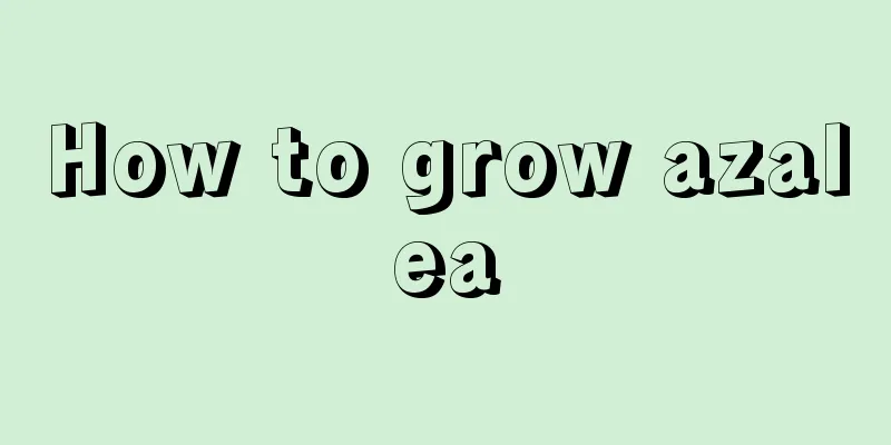 How to grow azalea