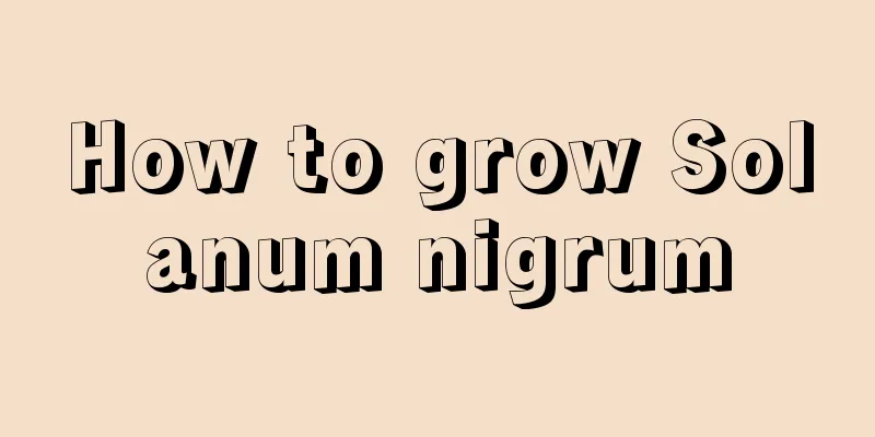 How to grow Solanum nigrum