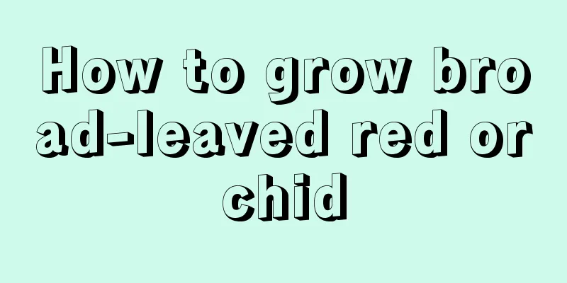 How to grow broad-leaved red orchid