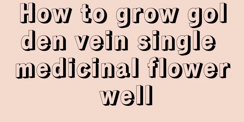 How to grow golden vein single medicinal flower well