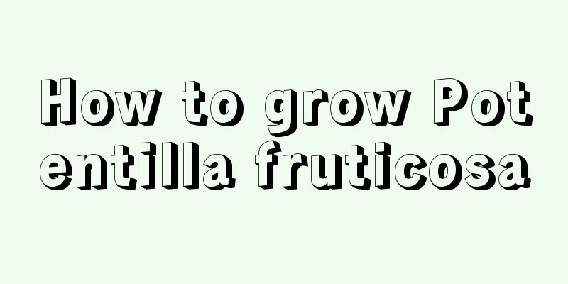 How to grow Potentilla fruticosa