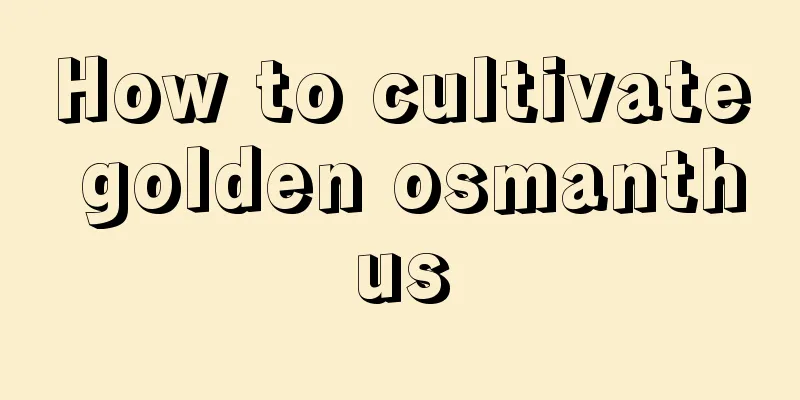 How to cultivate golden osmanthus