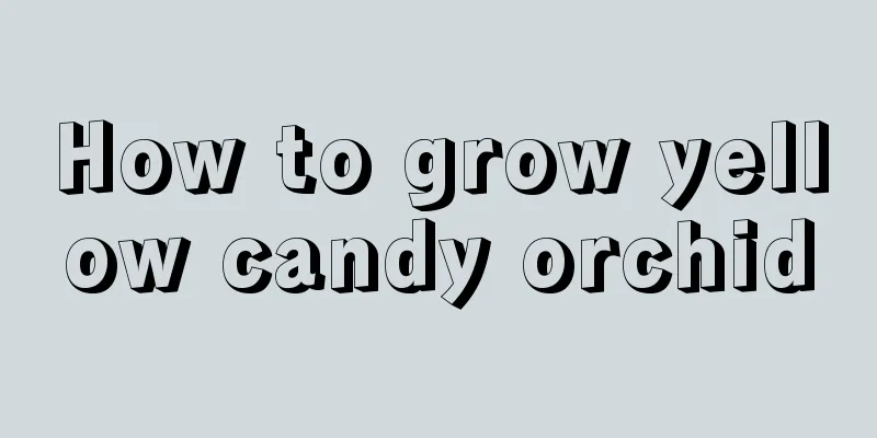 How to grow yellow candy orchid