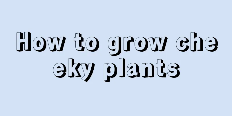 How to grow cheeky plants