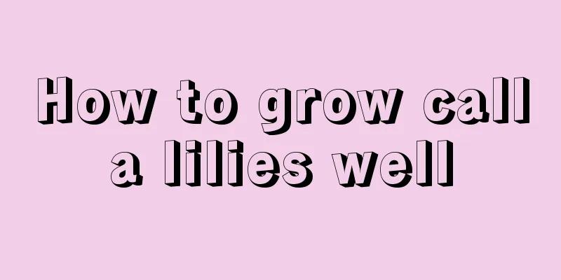 How to grow calla lilies well