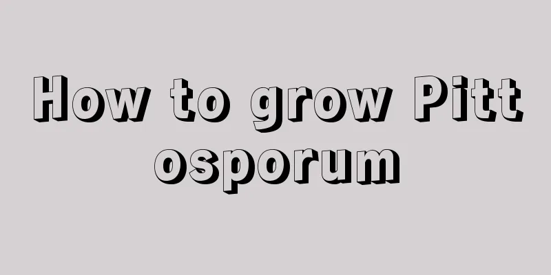 How to grow Pittosporum