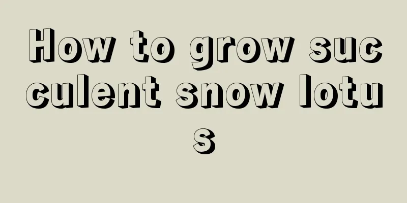 How to grow succulent snow lotus