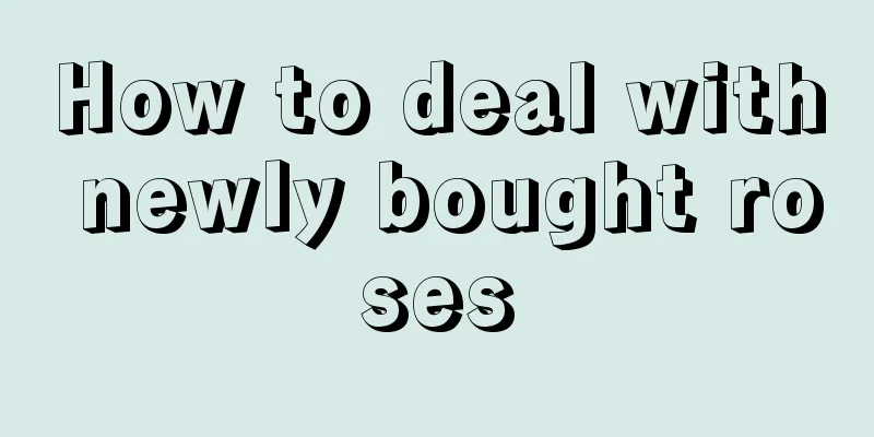 How to deal with newly bought roses