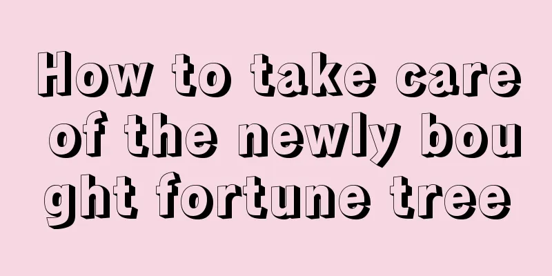 How to take care of the newly bought fortune tree