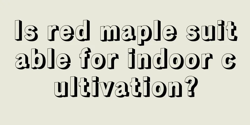 Is red maple suitable for indoor cultivation?