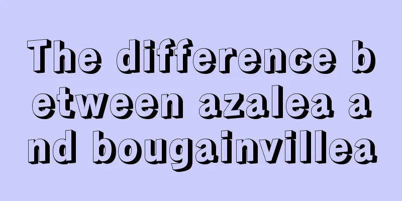 The difference between azalea and bougainvillea