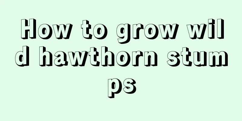 How to grow wild hawthorn stumps