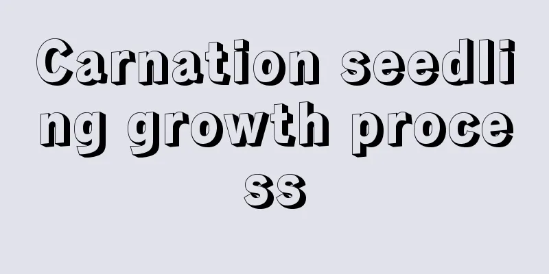 Carnation seedling growth process