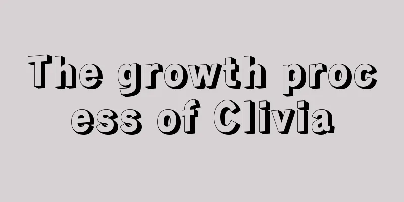 The growth process of Clivia