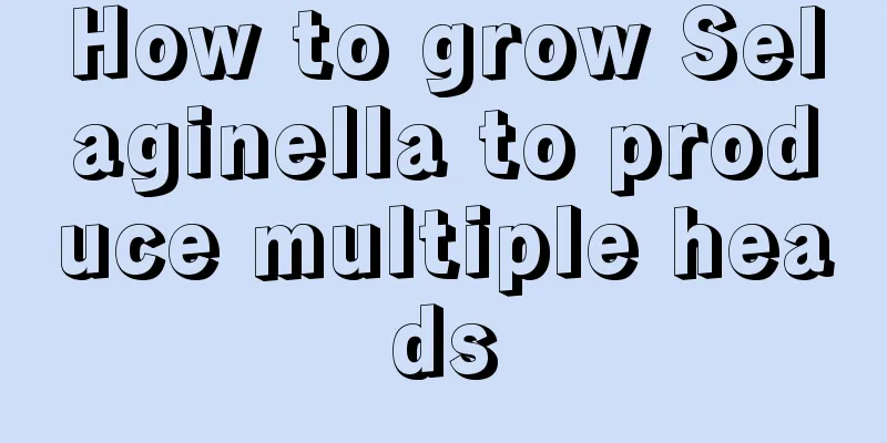 How to grow Selaginella to produce multiple heads