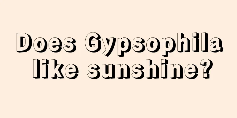 Does Gypsophila like sunshine?