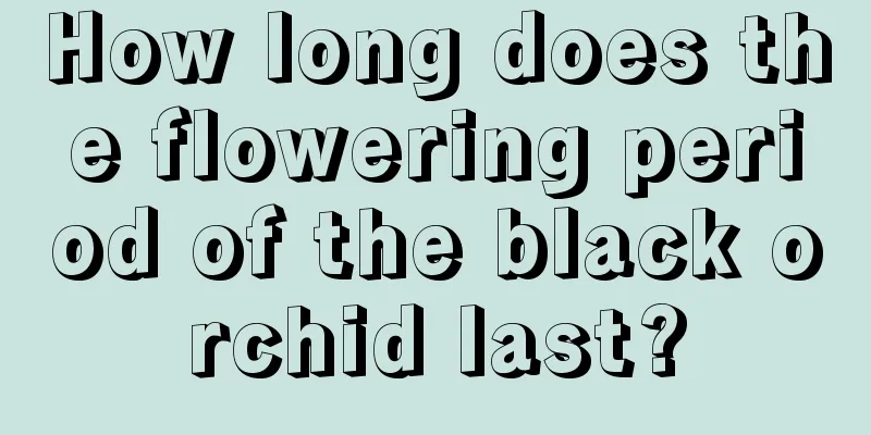 How long does the flowering period of the black orchid last?