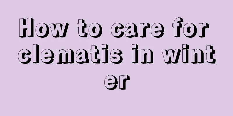 How to care for clematis in winter