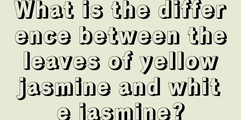 What is the difference between the leaves of yellow jasmine and white jasmine?