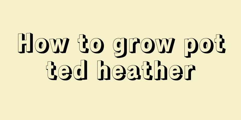 How to grow potted heather