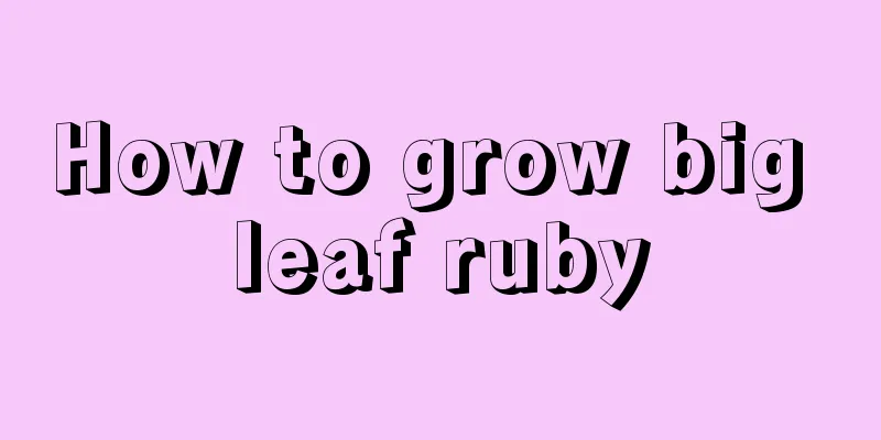 How to grow big leaf ruby