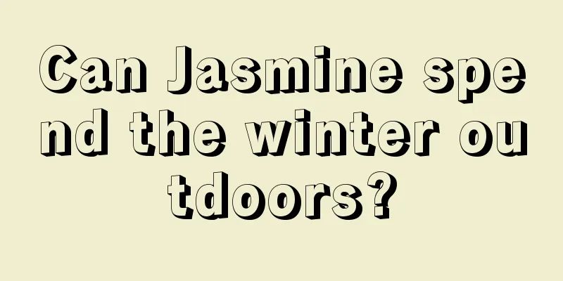 Can Jasmine spend the winter outdoors?