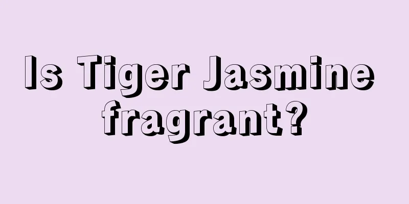 Is Tiger Jasmine fragrant?