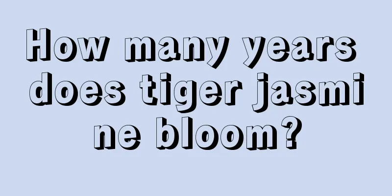 How many years does tiger jasmine bloom?