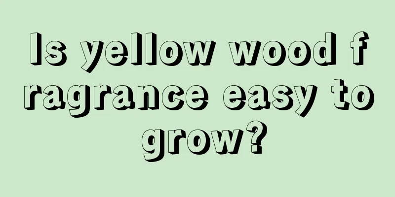 Is yellow wood fragrance easy to grow?