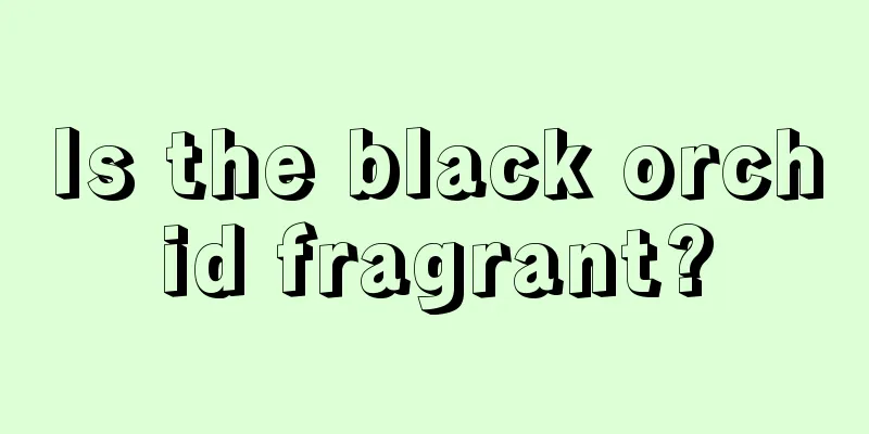 Is the black orchid fragrant?