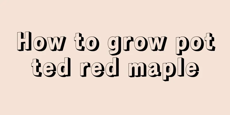 How to grow potted red maple