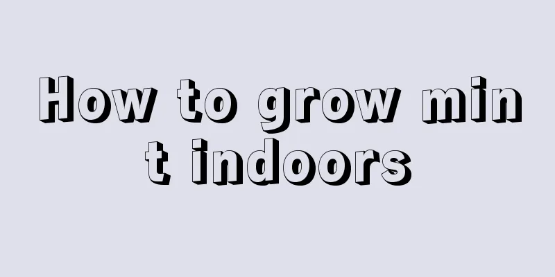 How to grow mint indoors