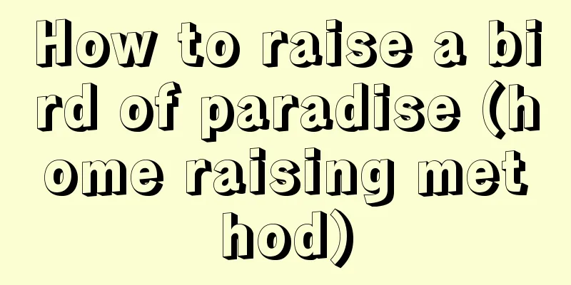 How to raise a bird of paradise (home raising method)