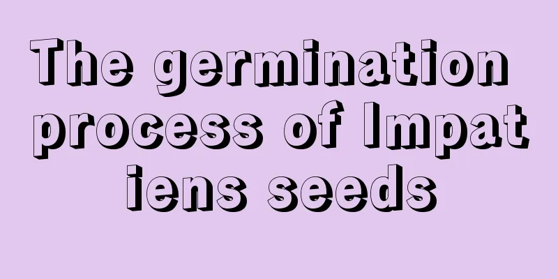 The germination process of Impatiens seeds