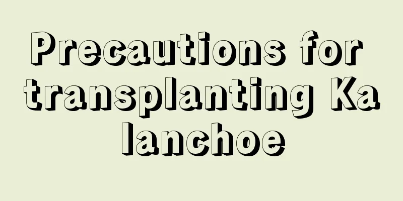 Precautions for transplanting Kalanchoe