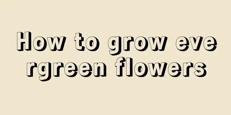 How to grow evergreen flowers