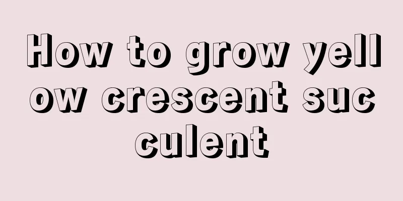 How to grow yellow crescent succulent