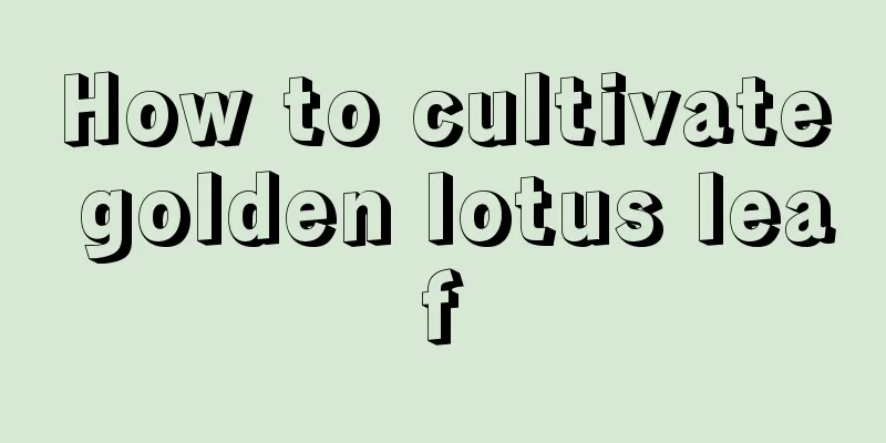 How to cultivate golden lotus leaf