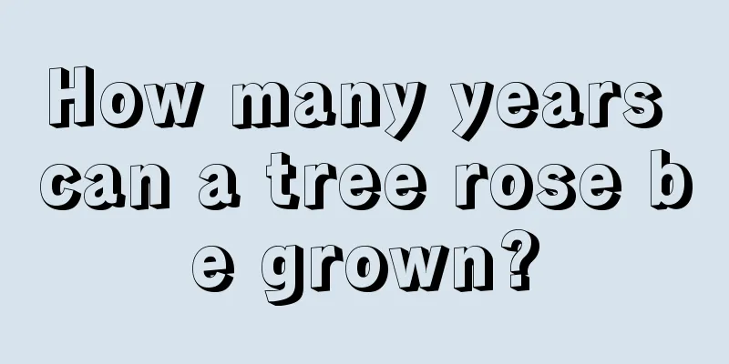 How many years can a tree rose be grown?