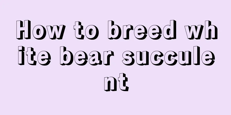 How to breed white bear succulent