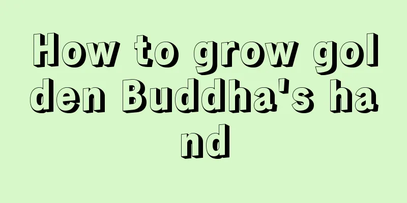 How to grow golden Buddha's hand