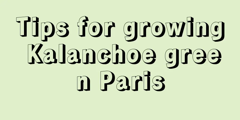 Tips for growing Kalanchoe green Paris