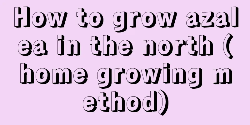 How to grow azalea in the north (home growing method)