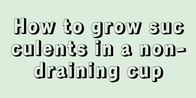 How to grow succulents in a non-draining cup