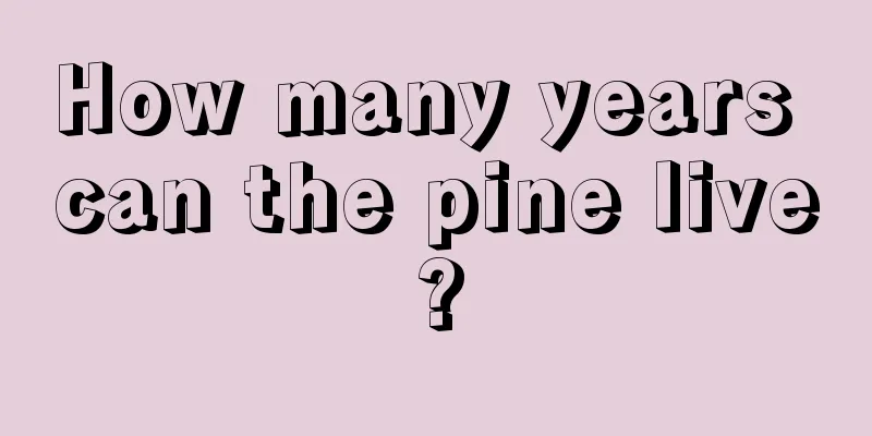 How many years can the pine live?